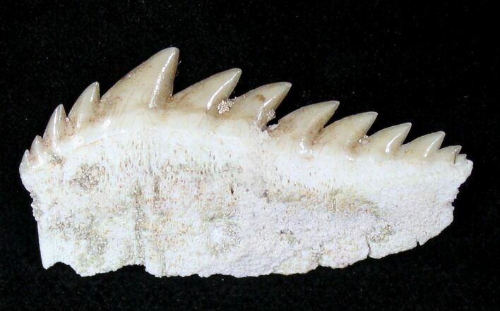 Fossil Cow Shark (Notorynchus) Tooth - Morocco #19796